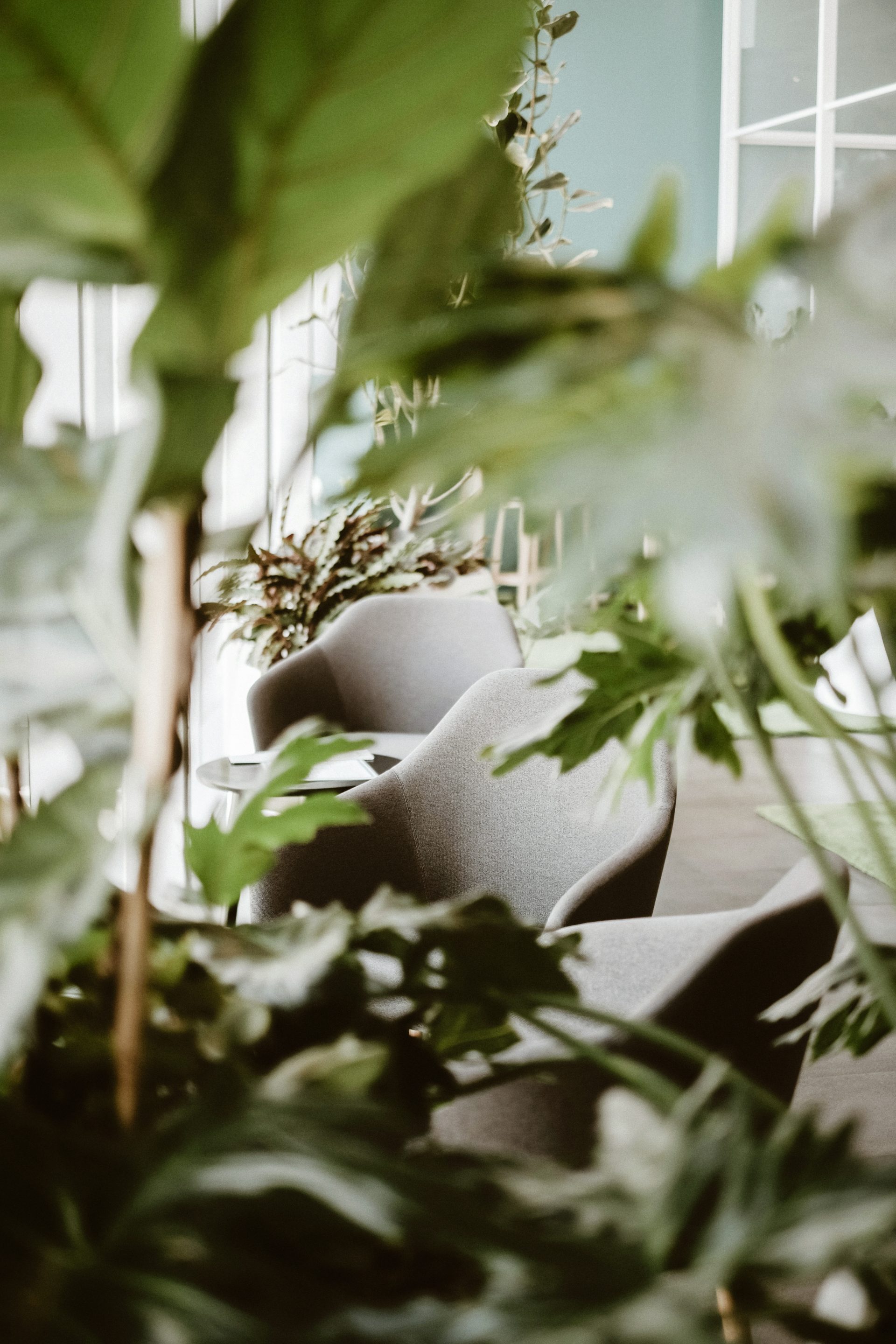 Un portrait d'une plante verte d'hôtel et de chaises claires.